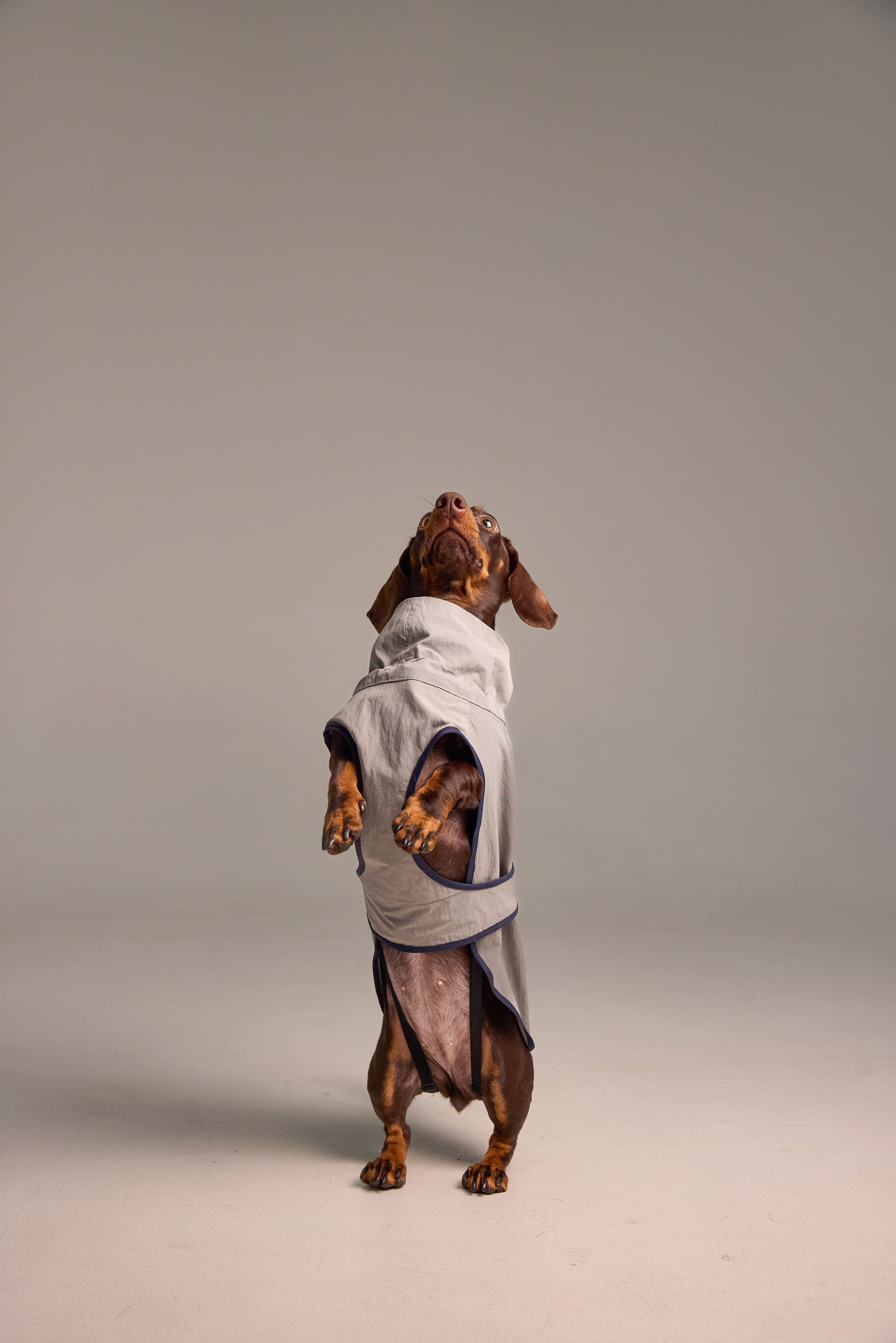 Imperméable léger pour chien - Gris
