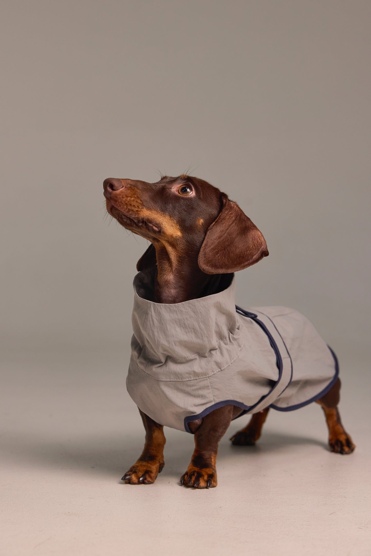 Lightweight dog raincoat - Grey