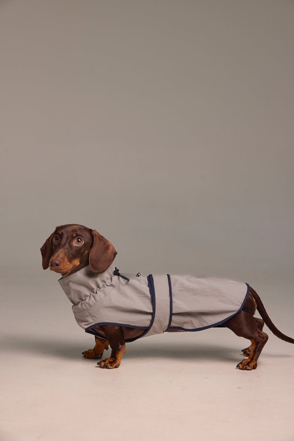 Imperméable léger pour chien - Gris
