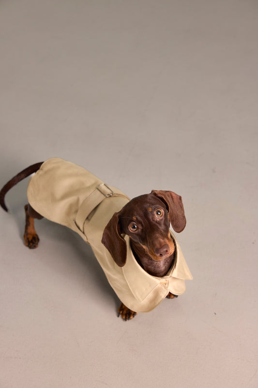 Classic cape for Dachshund