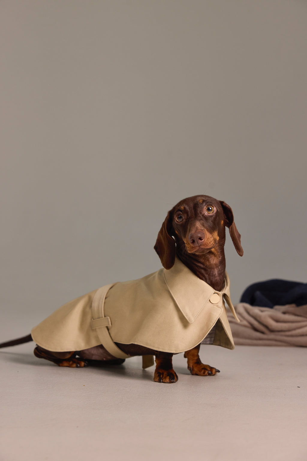 Cape classique pour Teckel