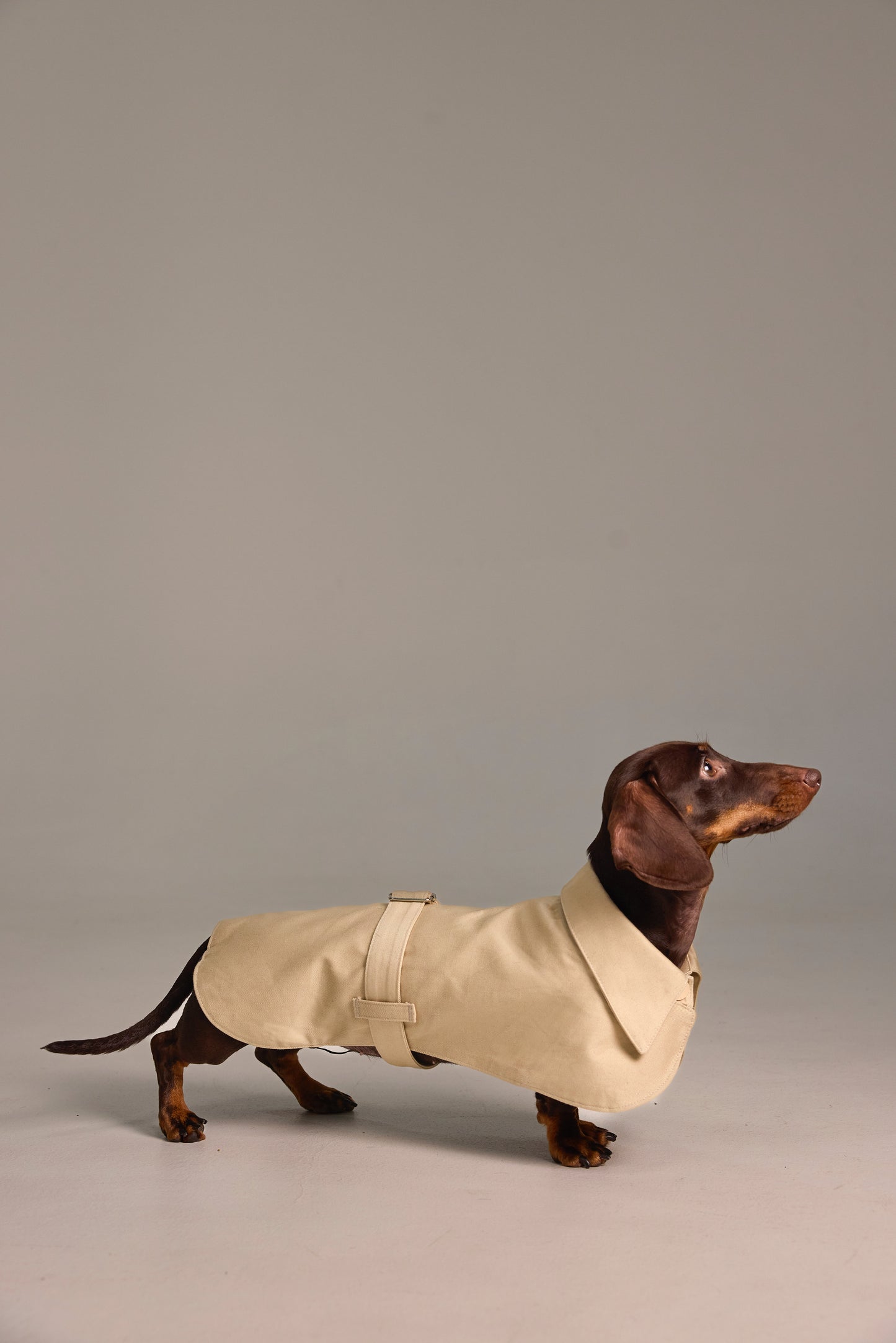 Classic cape for Dachshund