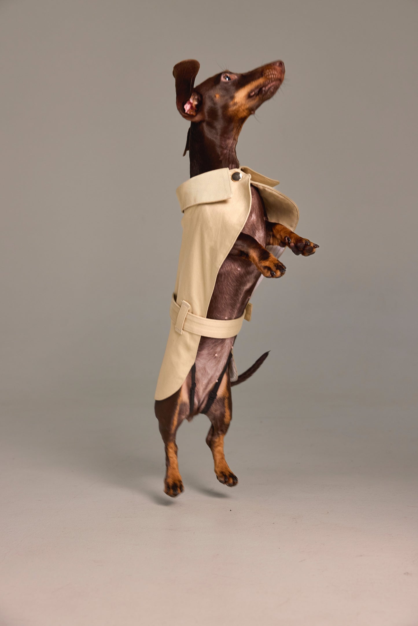 Classic cape for Dachshund