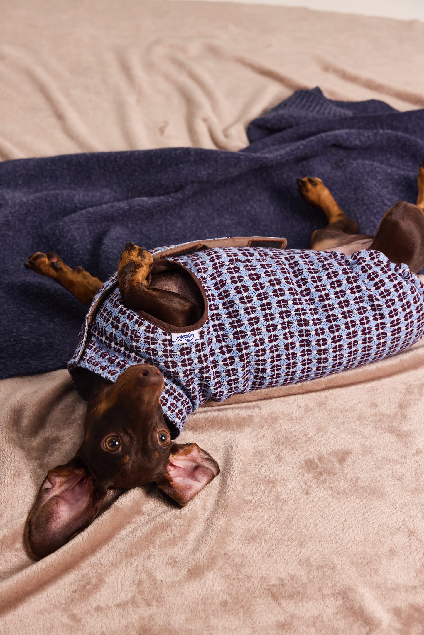 Reversible quilted vest in exclusive jacquard for Dachshund