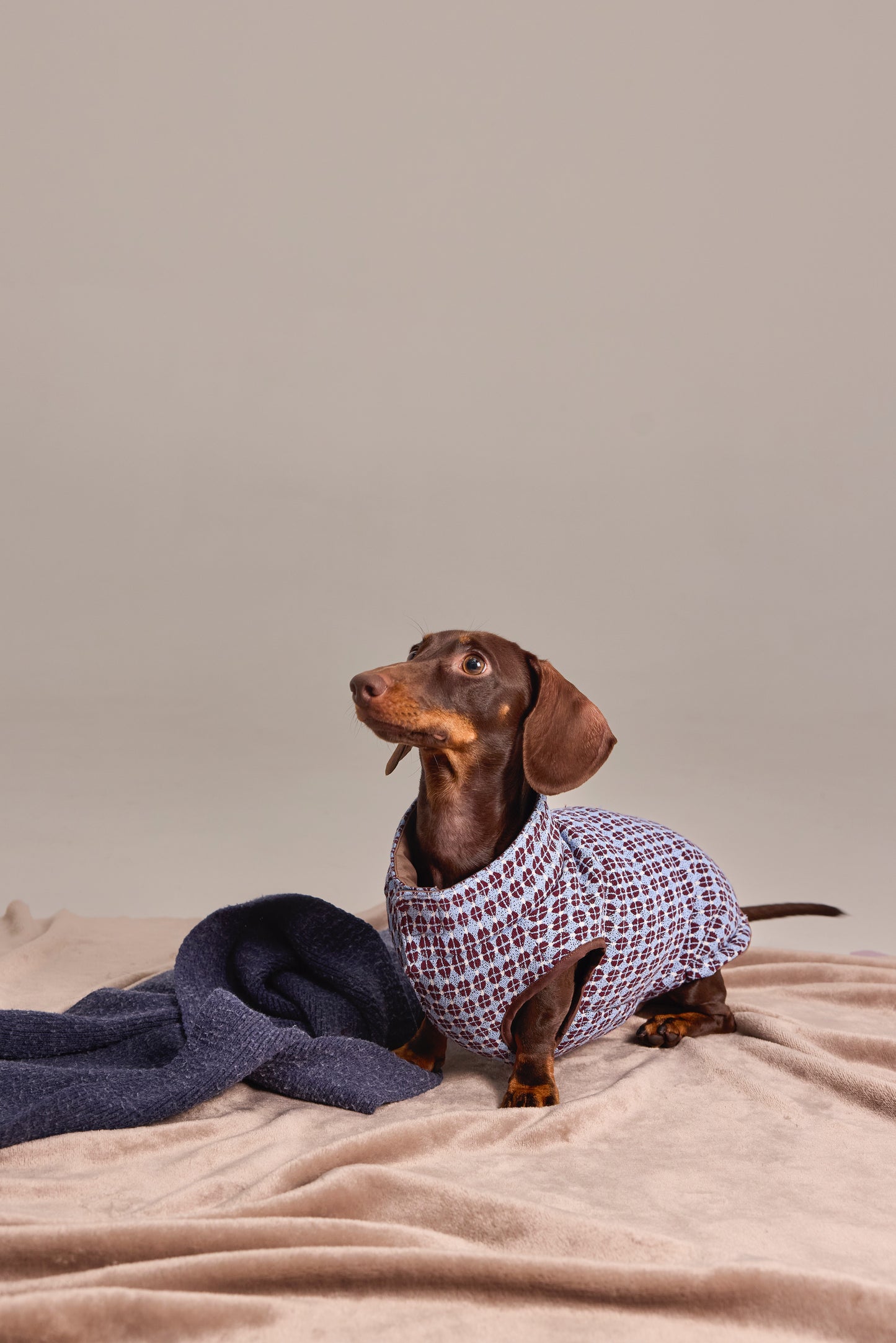 Reversible quilted vest in exclusive jacquard for Dachshund