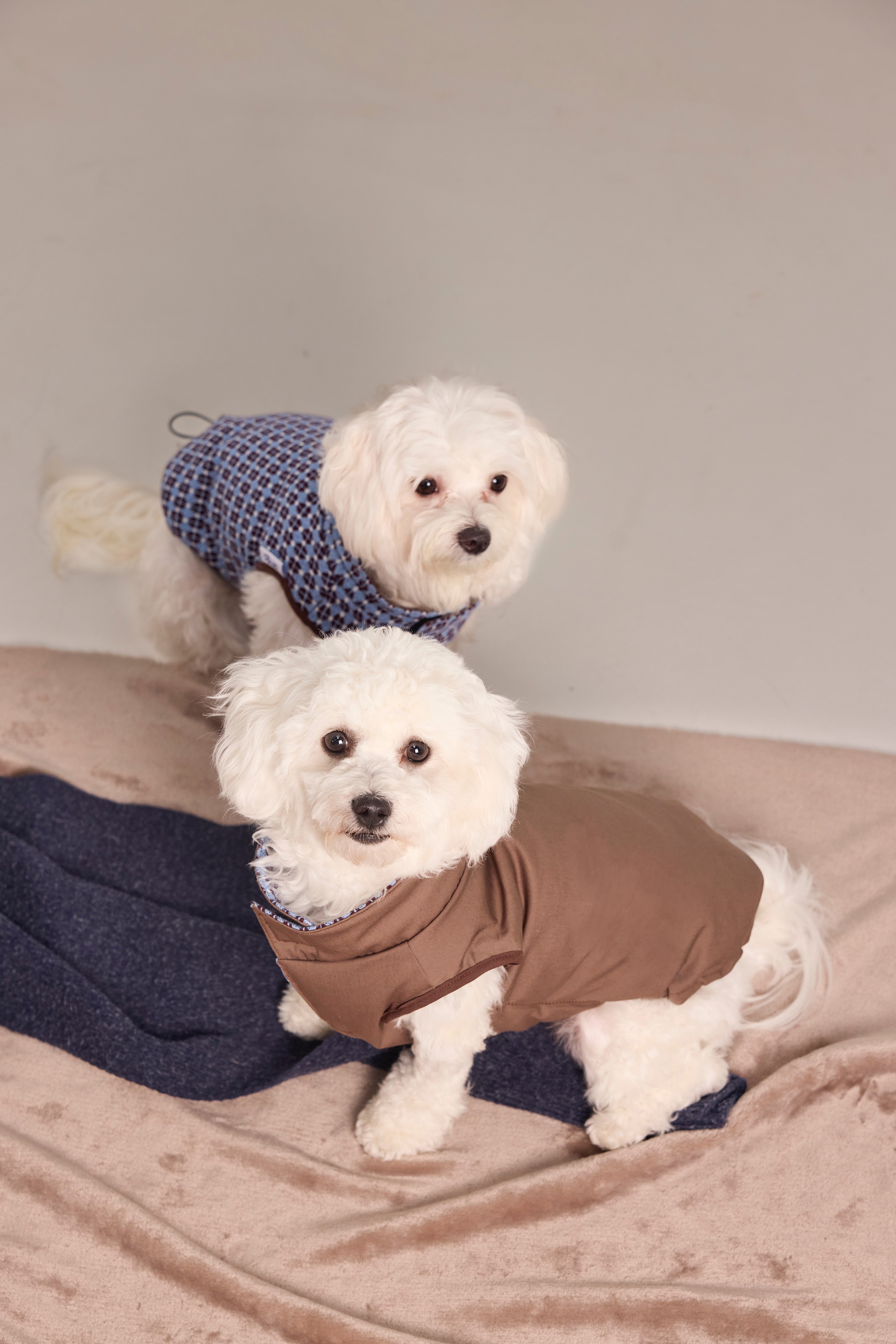 Gilet matelassé réversible en jacquard exclusif pour chien