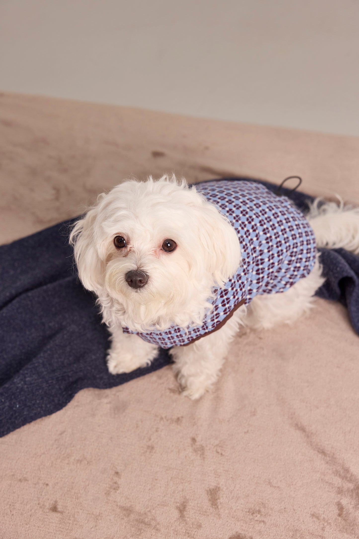 Reversible quilted vest in exclusive jacquard for dogs