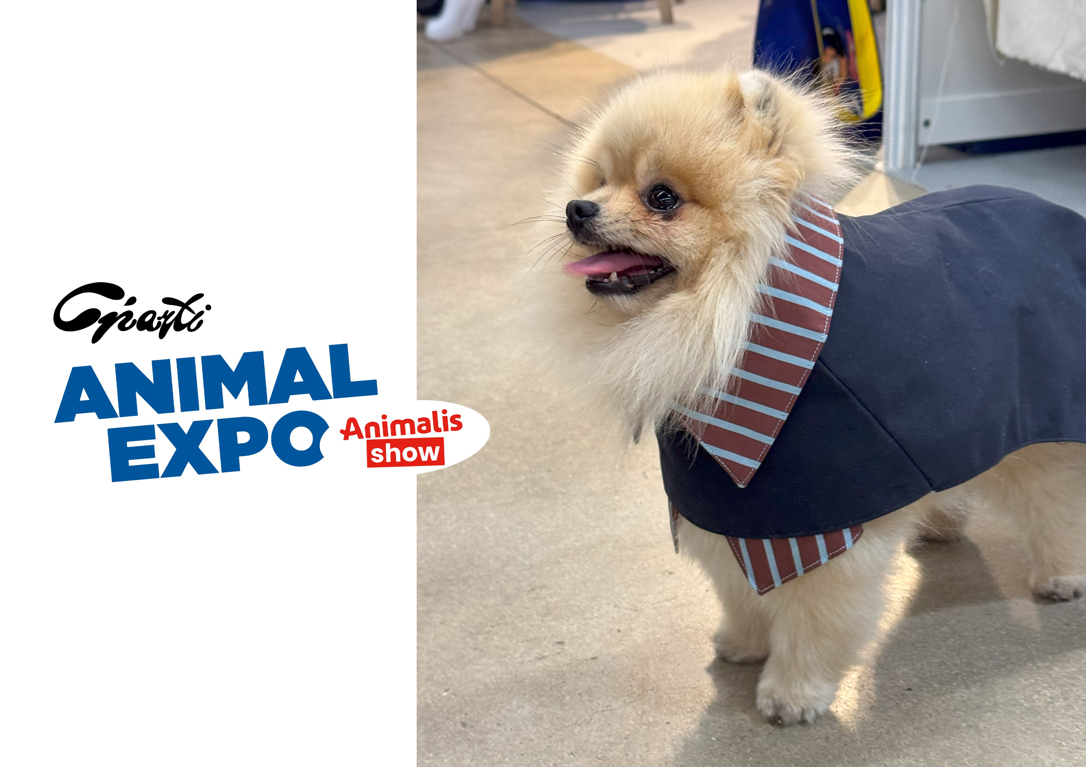 2-EN-1 Trench coat pour chien