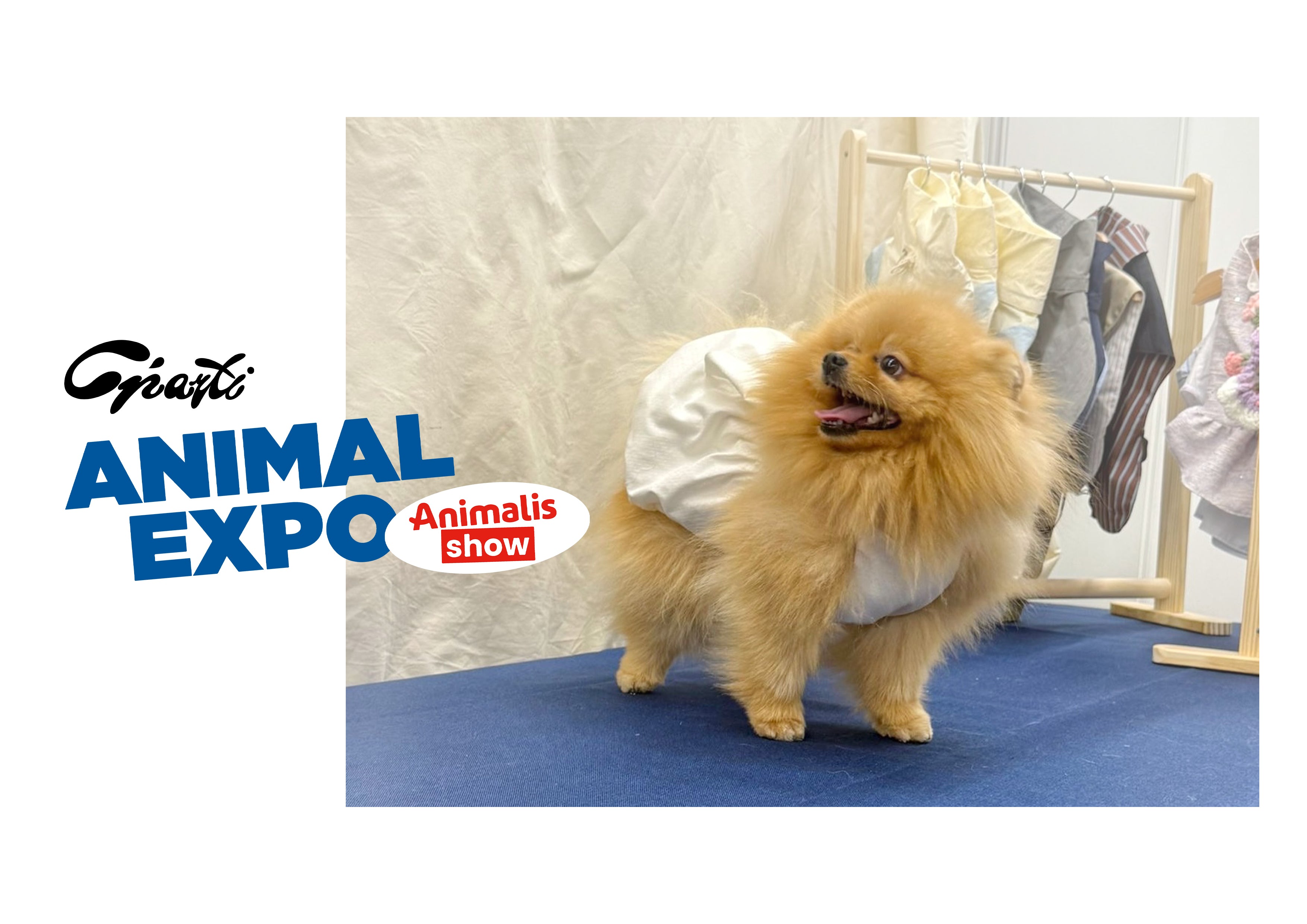 Robe Nelchan pour chien - Couture