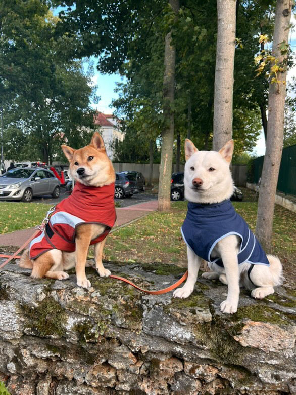 HUSHBABY Imperméable pour chien - Couleur Uni