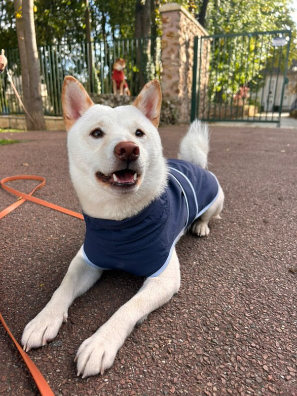 HUSHBABY Imperméable pour chien - Couleur Uni