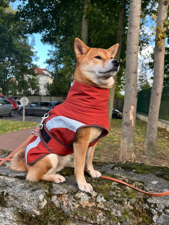 HUSHBABY Imperméable pour chien- A blocs de couleur
