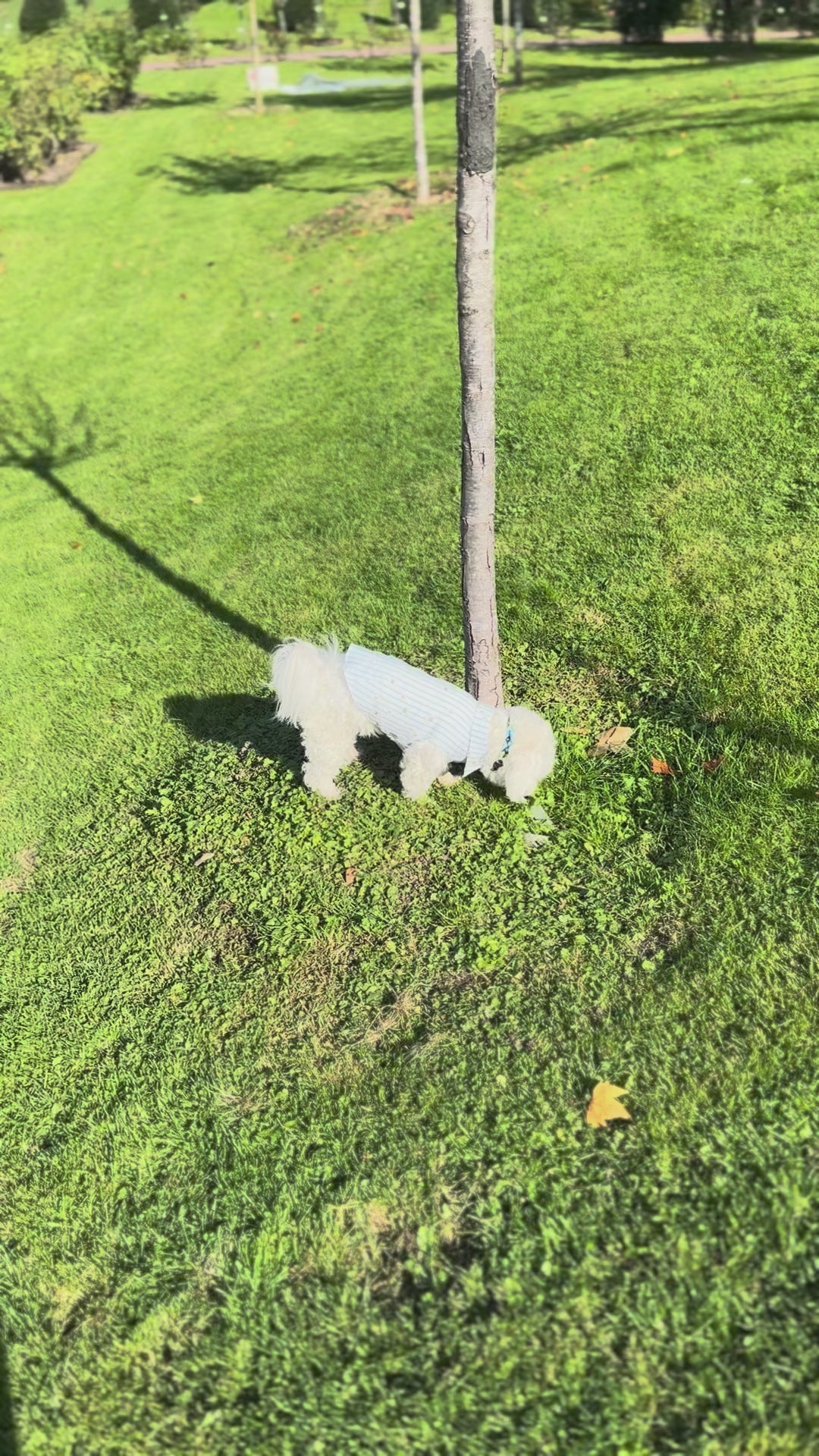 NUOMI Chemise pour chien - Floralies - blanc à rayures