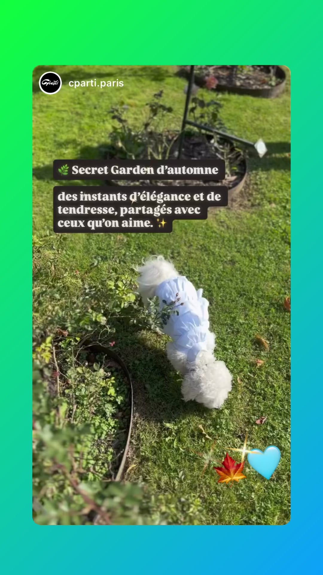 Robe Gâteau pour chien - Couture
